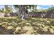 Spacious backyard with a large shade tree and a wooden fence, perfect for outdoor activities at 8731 Peggy Ave, Sarasota, FL 34231