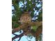 Close-up of a Barred Owl perched on a tree branch in a lush, leafy residential neighborhood at 7334 Regina Royale # 74, Sarasota, FL 34238