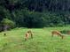 Scenic view of deer grazing in the backyard, showcasing the property's connection to nature at 406 Petrel Trl, Bradenton, FL 34212