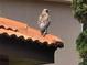 Close-up of a hawk perched on a red tile roof, highlighting the local wildlife at 406 Petrel Trl, Bradenton, FL 34212