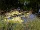Alligator swimming in pond. Beautiful backyard wildlife for viewing from your home at 406 Petrel Trl, Bradenton, FL 34212