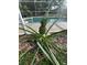 Backyard pineapple plant and pool view, showcasing outdoor living at 3612 27Th W Ave, Bradenton, FL 34205