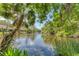 Picturesque lake view surrounded by lush vegetation and towering palms, creating a serene backdrop at 5264 Lake Village Dr # 48, Sarasota, FL 34235