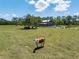 Expansive green pasture with a cow in the foreground and a barn in the background, showcasing rural charm at 12615 River Rd, Myakka City, FL 34251