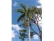 Towering palm tree with lush fronds against a clear, blue sky with scattered clouds at 1609 17Th W St, Bradenton, FL 34205
