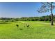 Picturesque backyard overlooking a golf course, with wild birds casually grazing on the lawn at 6642 Oakland Hills Dr, Lakewood Ranch, FL 34202