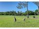 Backyard featuring sandhill cranes, trees, and green grass at 6642 Oakland Hills Dr, Lakewood Ranch, FL 34202