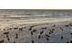 Birds gather peacefully along the shoreline with the sun rising to start the day at 2290 Clematis St, Sarasota, FL 34239