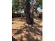 Large backyard area featuring mature trees and a wood privacy fence around the property at 1461 17Th St, Sarasota, FL 34234
