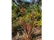 Close up of colorful landscaping in the backyard including Red Sister plants at 4639 Sloan Ave, Sarasota, FL 34233