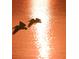 Silhouette of pelicans soaring at sunset over a tranquil body of water at 1720 Glenhouse Dr # Gl430, Sarasota, FL 34231