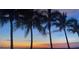 Palm trees in front of a colorful sunset sky and ocean at 1750 Benjamin Franklin Dr # 6B, Sarasota, FL 34236