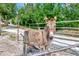 A friendly donkey stands by the fence, adding to the rural charm of this lovely property at 4876 253Rd E St, Myakka City, FL 34251