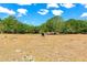 Horse in pasture with mature trees under sunny blue skies at 4876 253Rd E St, Myakka City, FL 34251