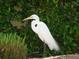 Beautiful Great Egret in lush greenery, adding natural beauty to the property surroundings at 466 Sunnyside Dr, Venice, FL 34293