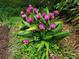 Close up of a group of bright pink flowers growing among green foliage in a garden at 4326 Brackenwood Ct, Sarasota, FL 34232