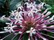 Close-up of unique flowers with pink stems in full bloom at 4326 Brackenwood Ct, Sarasota, FL 34232