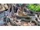 Close-up view of large, exposed banyan tree roots covering the ground at 835 S Osprey Ave # 310, Sarasota, FL 34236
