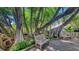 Banyan trees with exposed roots and wooden benches on a deck in the botanical gardens at 835 S Osprey Ave # 310, Sarasota, FL 34236
