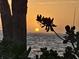 Beautiful sunset view overlooking the ocean with trees and tropical foliage silhouetted in the foreground at 3001 Bay Shore Cir, Sarasota, FL 34234