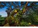A massive tree is illuminated with landscape lighting, featuring lush green vines climbing its trunk, creating a magical ambiance at 2124 Wisteria St, Sarasota, FL 34239