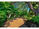 Relaxing backyard featuring a beautiful wood walkway leading to a playful tree swing surrounded by lush greenery at 2124 Wisteria St, Sarasota, FL 34239