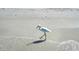 Snowy egret stands on the water's edge of a pristine white sand beach with crystal clear waves at 5920 Midnight Pass Rd # 406, Sarasota, FL 34242