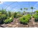 Plants for sale at Bedroom at 5024 37Th E St, Bradenton, FL 34203