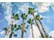 Scenic view of swaying palm trees against a beautiful blue sky with contrails at 89 Avenida Messina, Sarasota, FL 34242