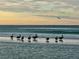 Pelicans along the shoreline at sunset, with calm waves at 5432 Cape Leyte Dr, Sarasota, FL 34242