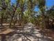 Scenic dirt road canopied by mature trees and lush greenery, creating a serene and inviting natural landscape at 4576 Cooper Rd, Sarasota, FL 34232