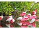 Close-up of a flock of pink Roseate Spoonbills and white birds wading in shallow water at 78 Tidy Island Blvd, Bradenton, FL 34210