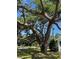 Mature tree in the front yard providing ample shade and character next to a well-maintained house and lawn at 4704 Winchester Dr, Sarasota, FL 34234