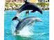 Two dolphins leap out of the water near the bayfront home at 112 Park Ter, Venice, FL 34285