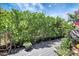 Backyard space with wooden deck and privacy landscaping including mature shrubs and flower pots at 12291 Myrtle Bay Ct, Sarasota, FL 34238