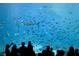 Captivating underwater view of a diverse marine ecosystem, featuring numerous fish and a stingray swimming by at 2365 Novus St, Sarasota, FL 34237