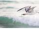 A seagull soars over the surf, wings spread at 2537 Ashton Rd, Sarasota, FL 34231