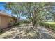Spacious backyard with mature trees providing shade, a well-manicured yard, and privacy hedges at 4926 72Nd E St, Bradenton, FL 34203
