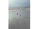 Coastal view of a beach featuring two seabirds standing near the water's edge, with city skyline in the distance at 6610 Midnight Pass Rd # 11, Sarasota, FL 34242