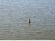 Picture of a scenic pond with a bird swimming on it at 3559 Lake Bayshore Dr # J-204, Bradenton, FL 34205