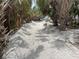 Sandy path leading through tropical palm trees to the shore, creating a serene and shaded walkway at 1680 Lemon Bay Dr, Venice, FL 34293