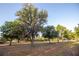 Expansive front lawn dotted with mature oak trees and spanish moss creating a serene and inviting setting at 3717 Downer Ave, Sarasota, FL 34240