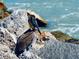Pelican at 612 Shore Rd, Nokomis, FL 34275