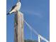 Low angle view of a seagull perched atop a volleyball net pole against a clear blue sky at 111 Tidy Island Blvd # 111, Bradenton, FL 34210