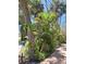 Mature tropical landscaping on a clear day at 590 Artists Ave, Englewood, FL 34223