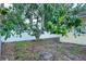 Backyard with vinyl fence and lush mango tree providing shade near house at 816 Wabash Rd, Venice, FL 34293