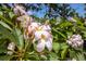Close-up of the tropical pink and white flowers on the property at 2207 Hickory Ave, Sarasota, FL 34234