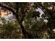 Lush trees and foliage create a natural, serene setting with a colorful sky overhead at 2207 Hickory Ave, Sarasota, FL 34234
