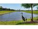 Scenic pond view with native Florida Sandhill Cranes enjoying the community's natural beauty at 17449 Sandpearl Rd, Venice, FL 34293