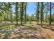 Expansive, wooded backyard with mature trees, offering privacy and a natural setting at 18026 Nutcracker Rd, Weeki Wachee, FL 34614